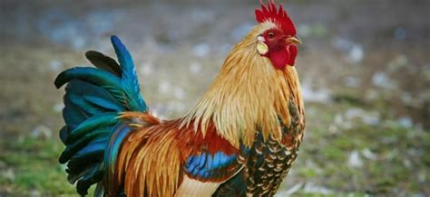   Le Coq de la Forêt : Une symphonie de couleurs et d’expressions animales